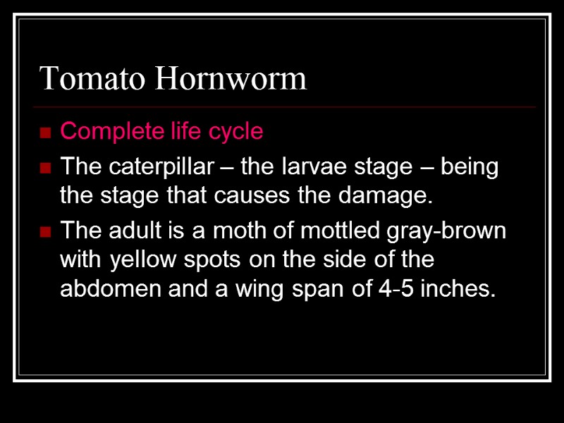 Tomato Hornworm Complete life cycle  The caterpillar – the larvae stage – being